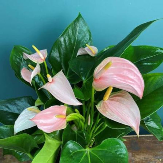Bees Plant Hub Dwarf Anthurium Jolly Pink Indoor/Outdoor Live Plant