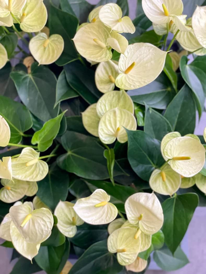 Bees Plant Hub Dwarf Anthurium Vanilla Indoor/Outdoor Live Plant