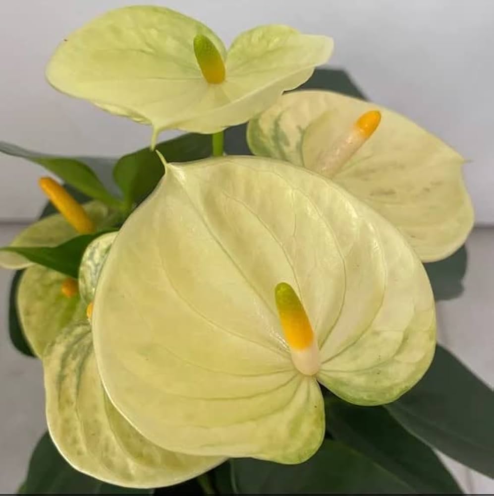 Bees Plant Hub Dwarf Anthurium Vanilla Indoor/Outdoor Live Plant