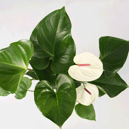 Bees Plant Hub Dwarf Anthurium Andraeanum White Heart Indoor/Outdoor Live Plant