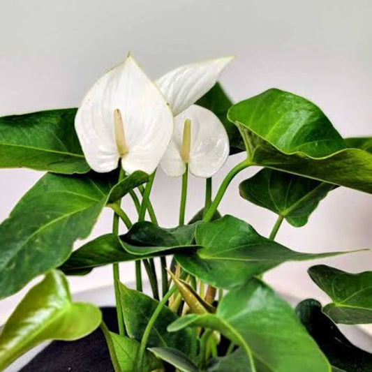 Bees Plant Hub Dwarf Anthurium Andraeanum White Heart Indoor/Outdoor Live Plant