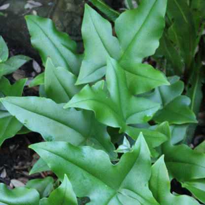 Bees Plant Hub Duck Foot Fern (Doryopteris Ludens) Indoor / Outdoor Live Plant