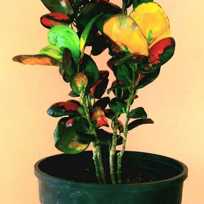 Bees Plant Hub Croton Apple (Codiaeum variegatum) Indoor / Outdoor Live Plant