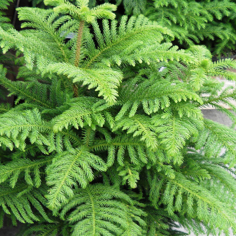 Bees Plant Hub Christmas Tree (Araucaria columnaris) Ornamental Live Plant