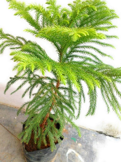 Bees Plant Hub Christmas Tree (Araucaria columnaris) Ornamental Live Plant