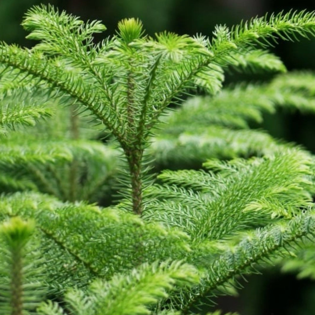 Bees Plant Hub Christmas Tree (Araucaria columnaris) Ornamental Live Plant