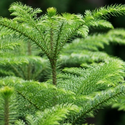 Bees Plant Hub Christmas Tree (Araucaria columnaris) Ornamental Live Plant