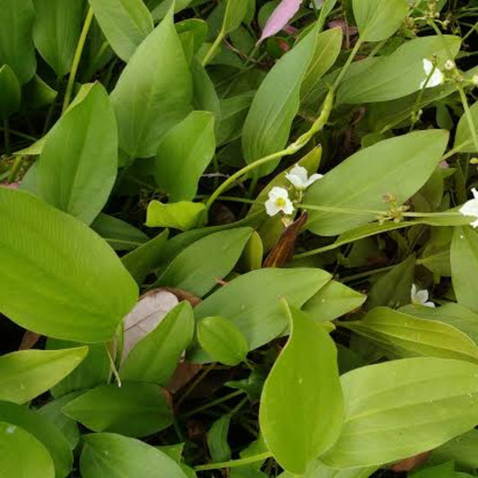 Bees Plant Hub Argentine Sword Plant (Echinodorus argentinensis) Aquarium Live Plant