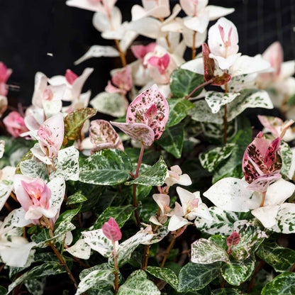 Bees Plant Hub Asiatic Jasmine Variegated Ornamental Live Plant