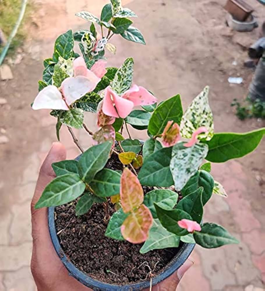 Bees Plant Hub Asiatic Jasmine Variegated Ornamental Live Plant