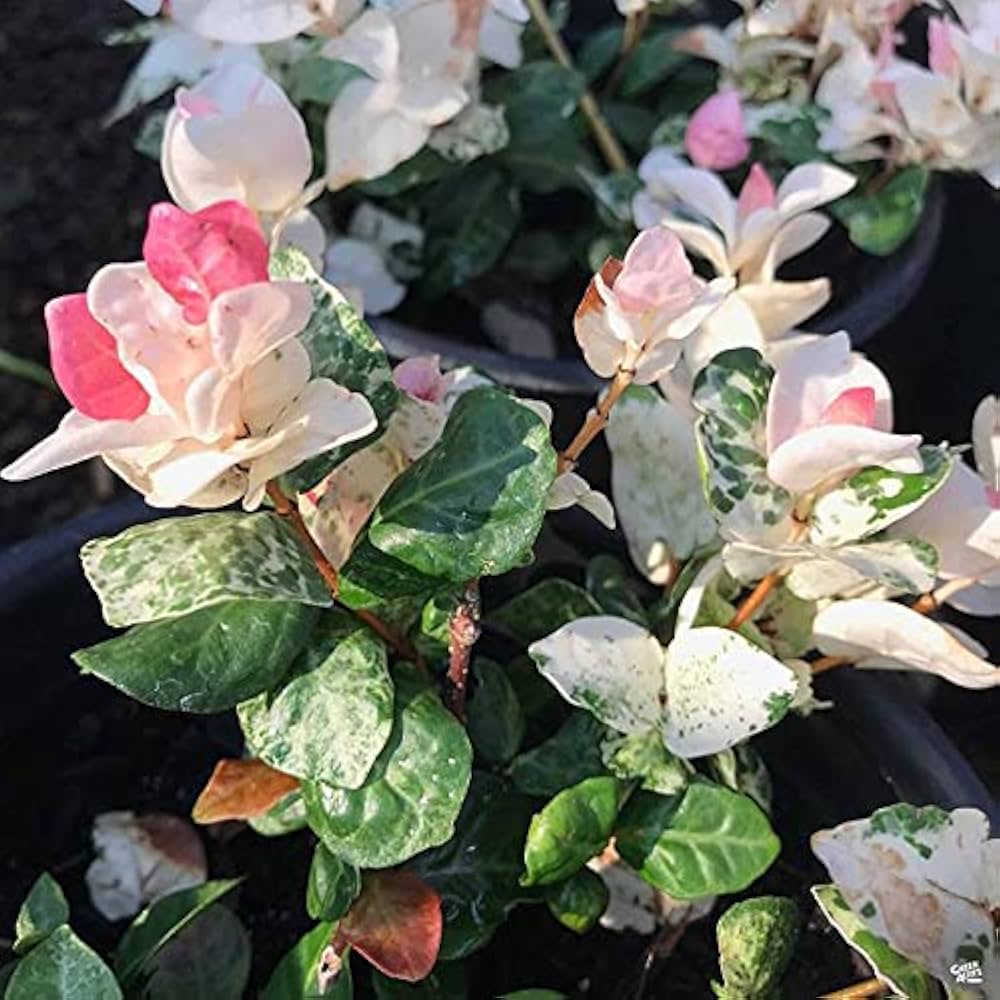 Bees Plant Hub Asiatic Jasmine Variegated Ornamental Live Plant