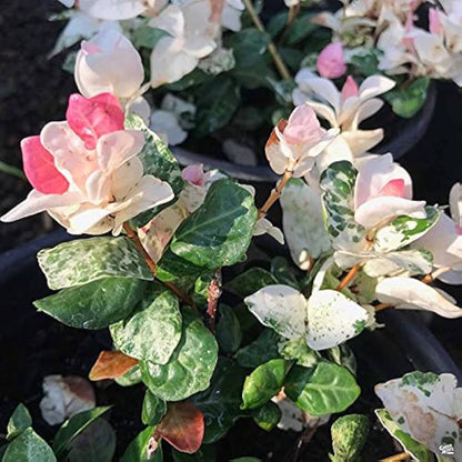 Bees Plant Hub Asiatic Jasmine Variegated Ornamental Live Plant