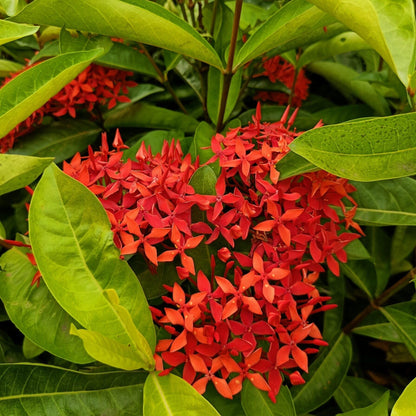 Bees Plant Hub Bhadrakali Thetti (Ixora coccinea) All Time Flowering Live Plant