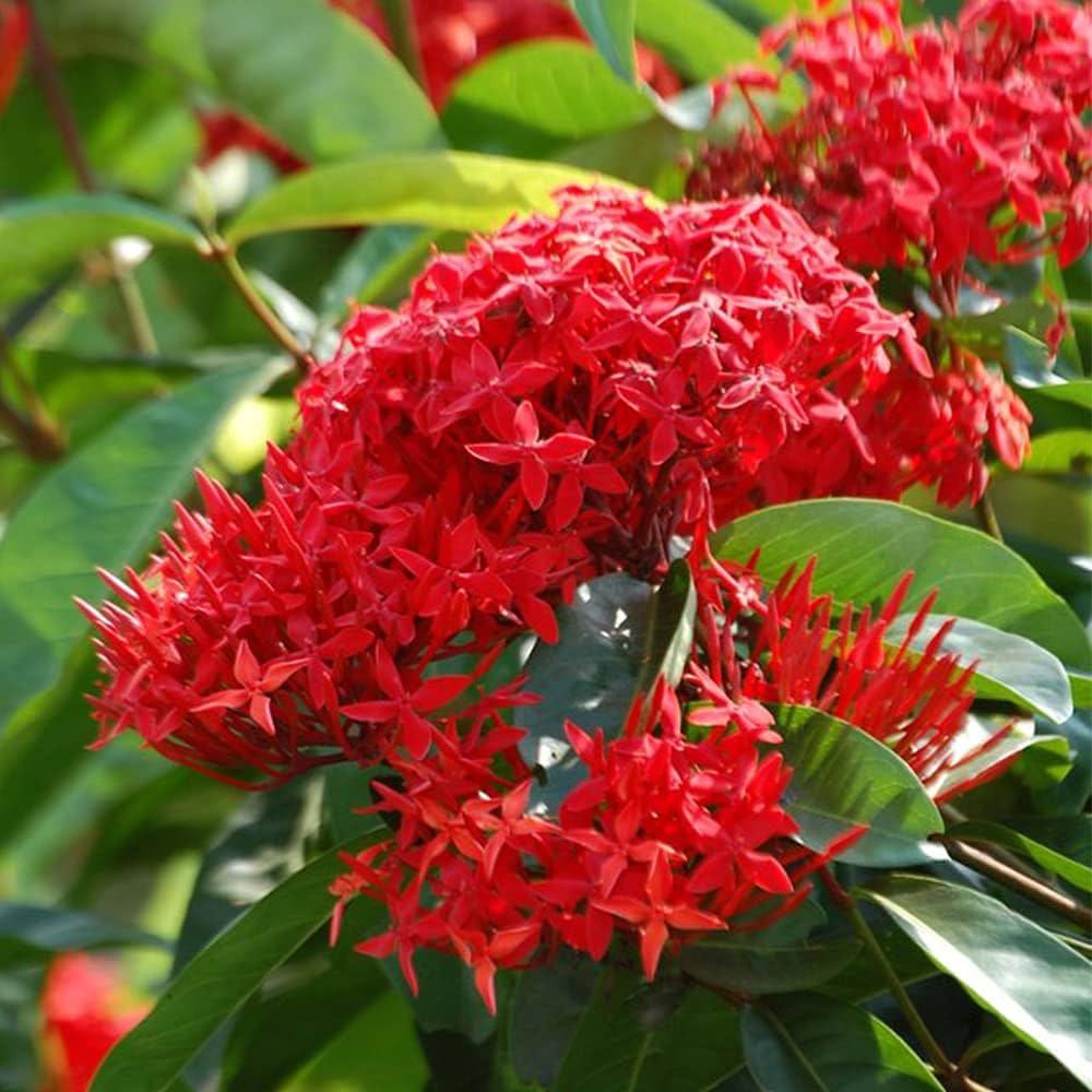 Bees Plant Hub Bhadrakali Thetti (Ixora coccinea) All Time Flowering Live Plant