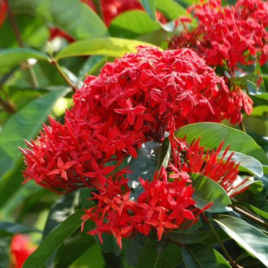 Bees Plant Hub Bhadrakali Thetti (Ixora coccinea) All Time Flowering Live Plant