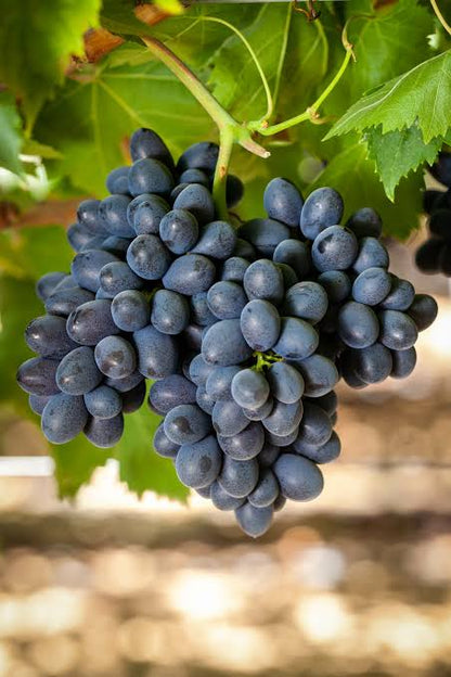 Bees Plant Hub Seedless Grapes Black (Vitis vinifera) Fruit Live Plant