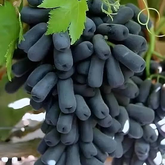 Bees Plant Hub Seedless Grapes Black (Vitis vinifera) Fruit Live Plant