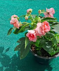 Multipetal  Pink  balsam / impatient pink multipetal  Rare All Time Flowering Live Plant