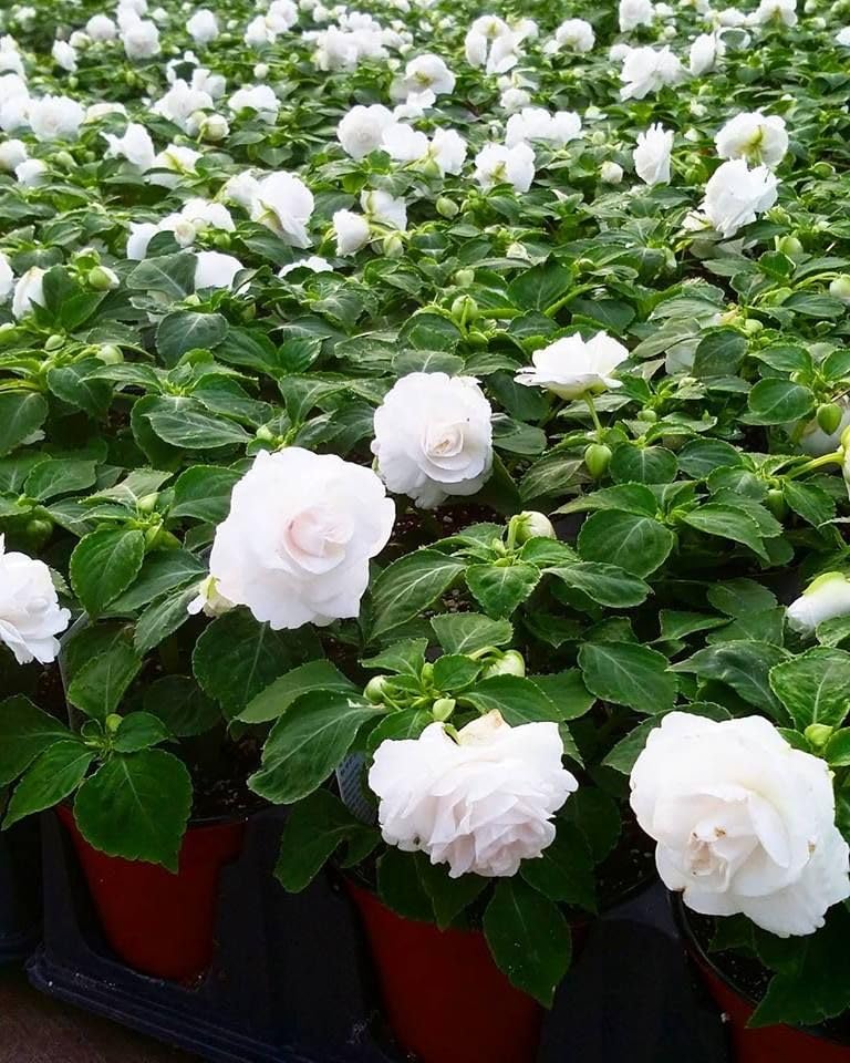 Multipetal  white balsam / impatient white multipetal  Rare All Time Flowering Live Plant