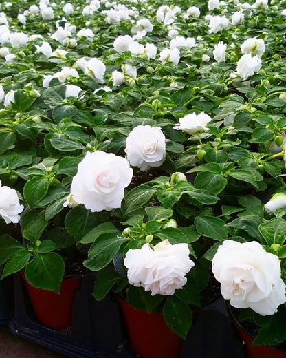 Multipetal  white balsam / impatient white multipetal  Rare All Time Flowering Live Plant