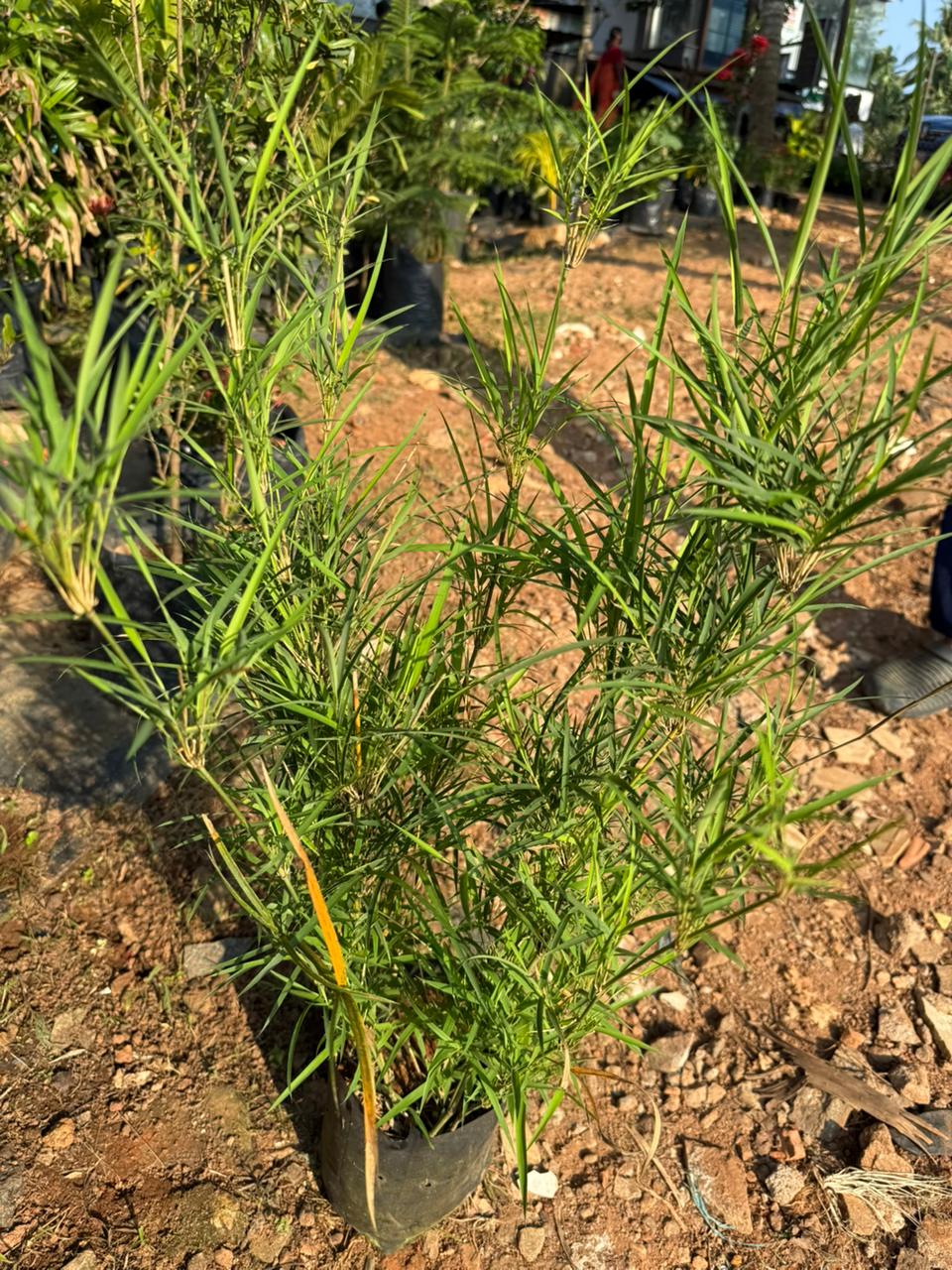 Blue Pine Bamboo / Bambusa Chungii Live Plant