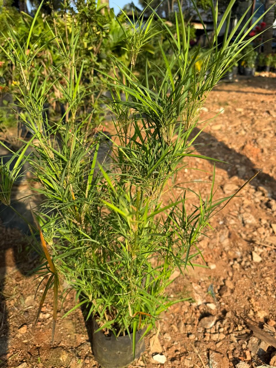 Blue Pine Bamboo / Bambusa Chungii Live Plant