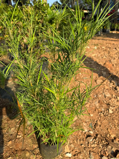 Blue Pine Bamboo / Bambusa Chungii Live Plant