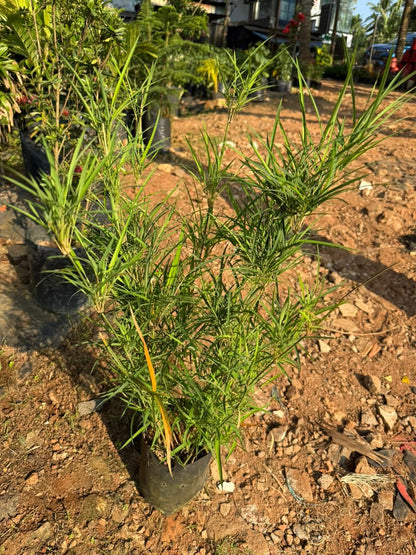 Blue Pine Bamboo / Bambusa Chungii Live Plant