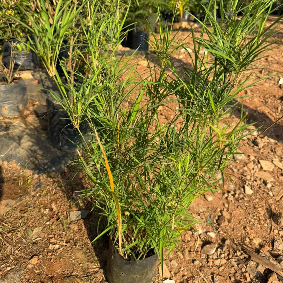Blue Pine Bamboo / Bambusa Chungii Live Plant