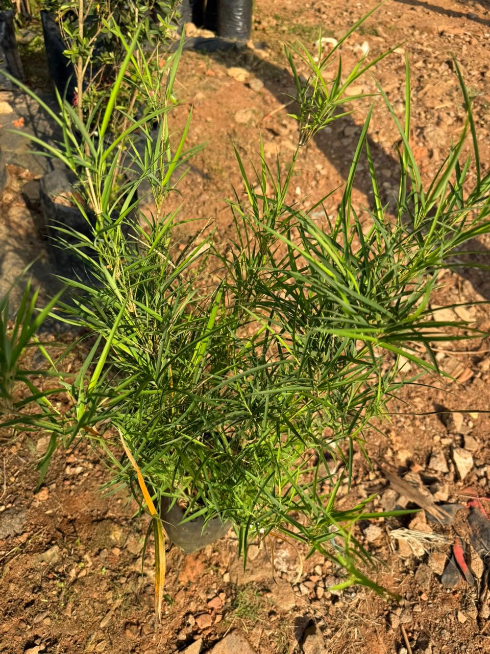 Blue Pine Bamboo / Bambusa Chungii Live Plant