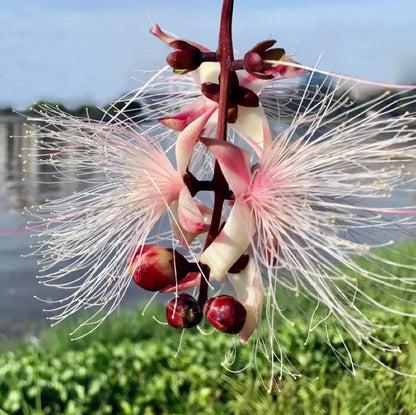 Bees Plant Hub Barringtonia Racemosa Tree (pink Flower) Plant