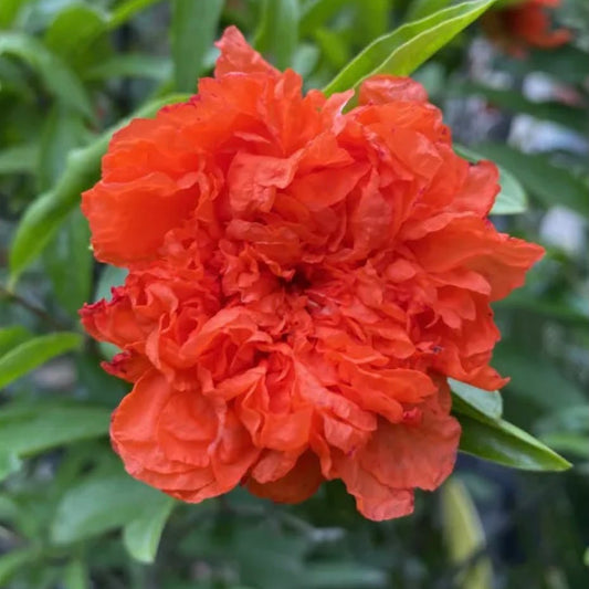 Bees Plant Hub Anarkali /Punica Granatum Flore pleno  Flowering Plant