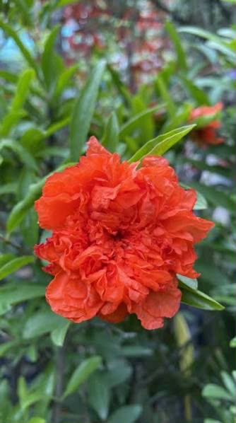 Bees Plant Hub Anarkali /Punica Granatum Flore pleno  Flowering Plant