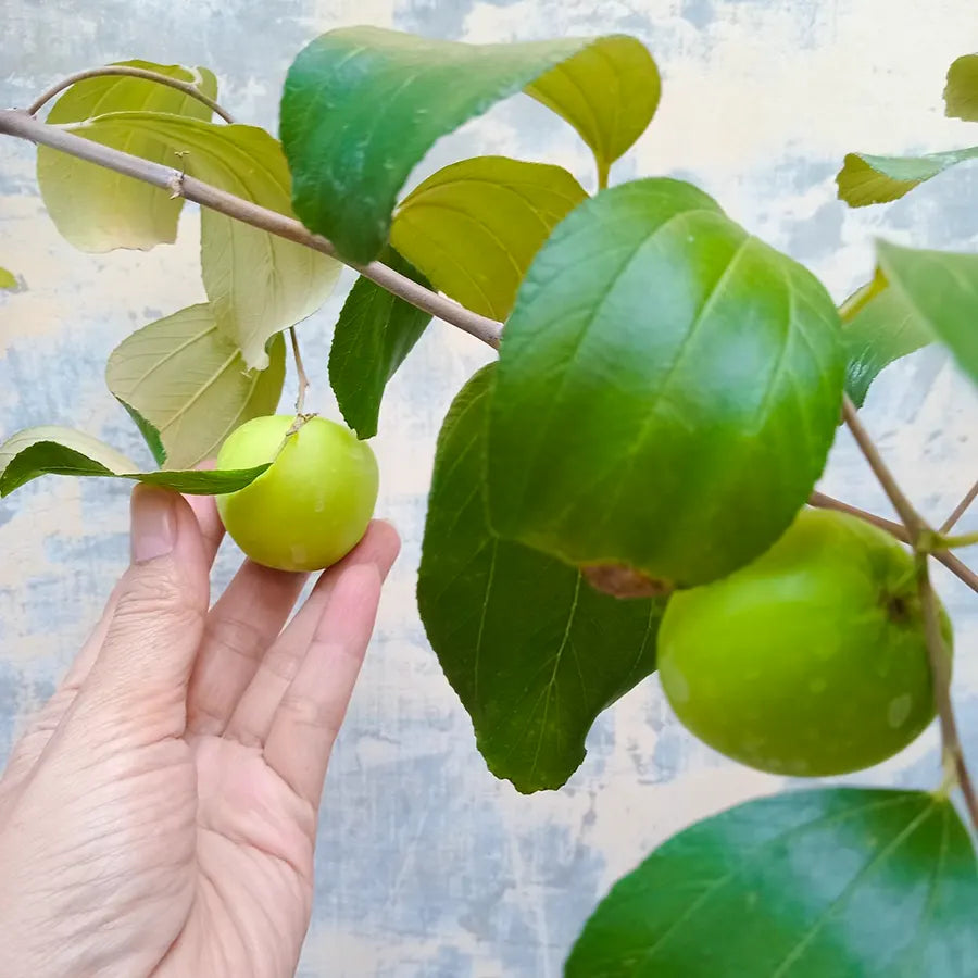 Bees Plant Hub Ber Apple Green Live Plant (Ziziphus Mauritiana)