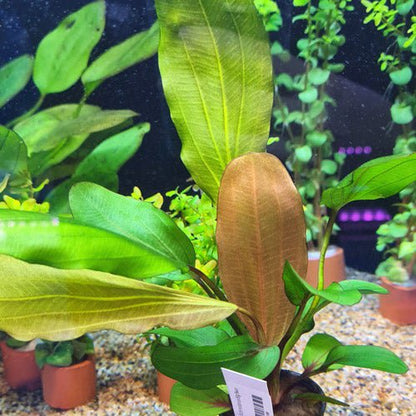 Bees Plant Hub Echinodorus Big Bear (Big Bear Sword) Aquarium Live Plant