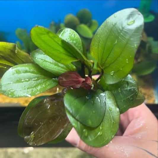 Bees Plant Hub Echinodorus Big Bear (Big Bear Sword) Aquarium Live Plant