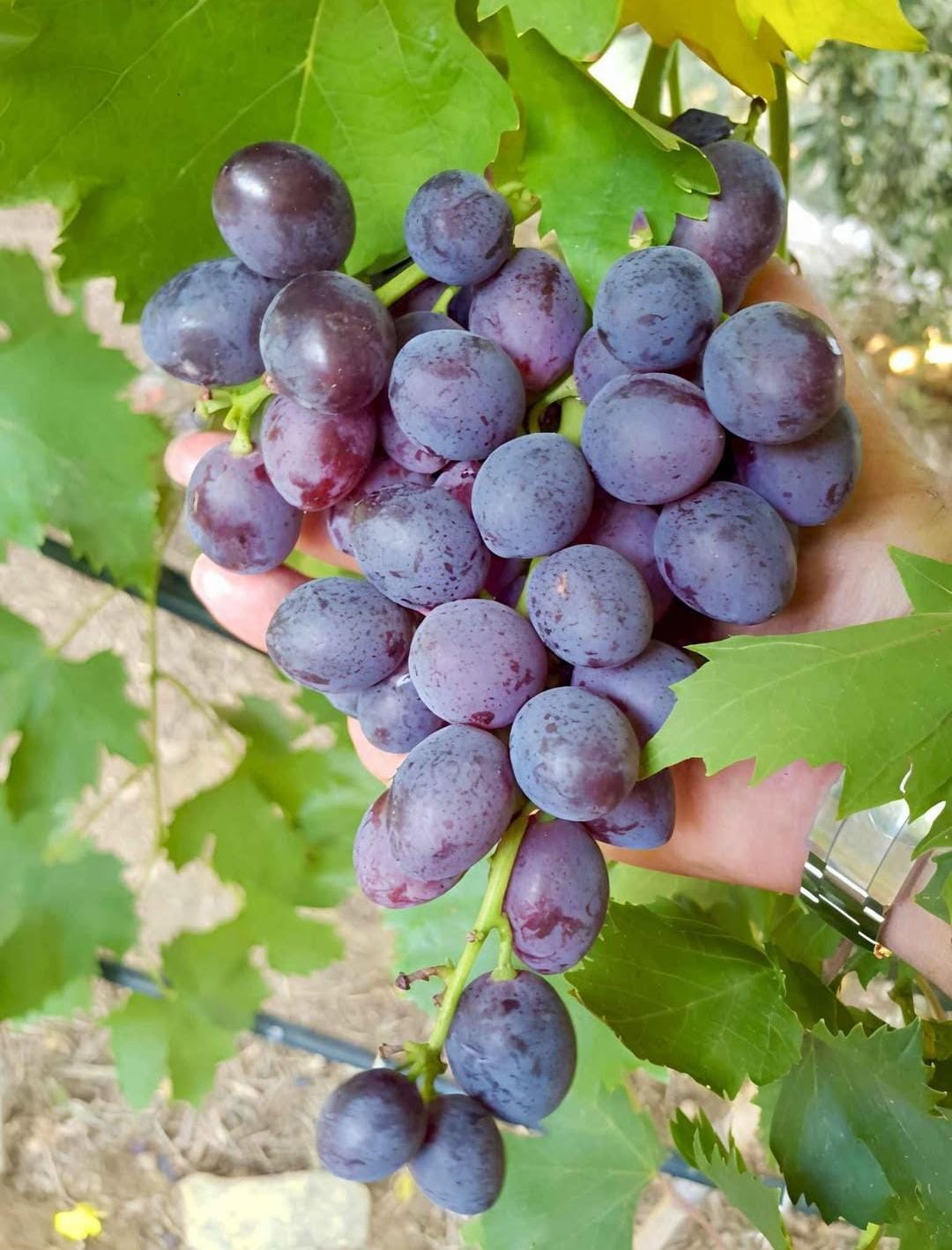 Bees Plant Hub Black Grapes (Vitis vinifera) Fruit Live Plant