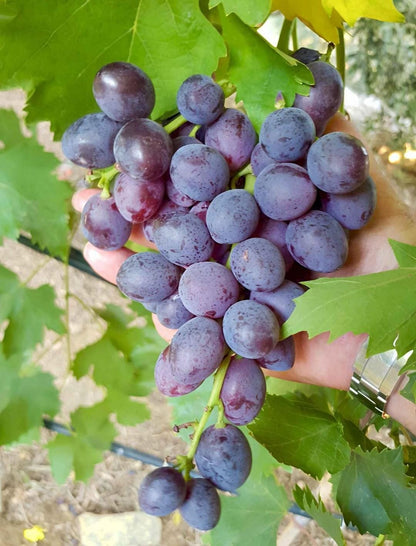 Bees Plant Hub Black Grapes (Vitis vinifera) Fruit Live Plant