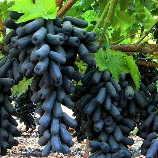 Bees Plant Hub Seedless Grapes Black (Vitis vinifera) Fruit Live Plant