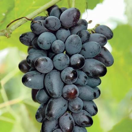 Bees Plant Hub Seedless Grapes Black (Vitis vinifera) Fruit Live Plant