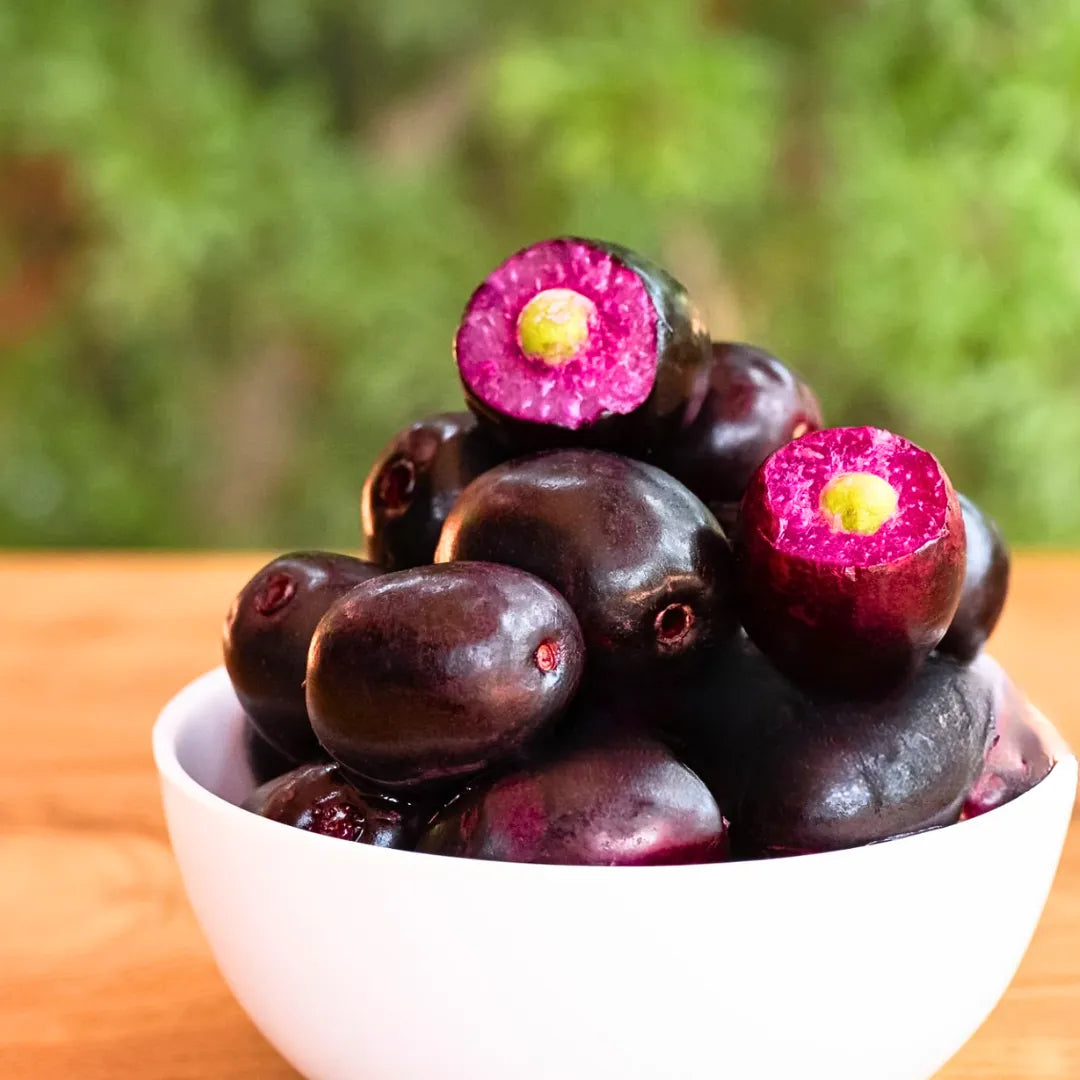 Rohini Nakshatra Trees (Black Jamun (Syzygium cumini) Live Plant)