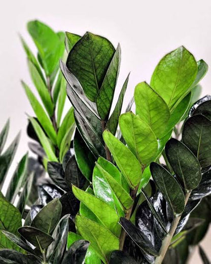 Bees Plant Hub Black ZZ | Indoor Plant