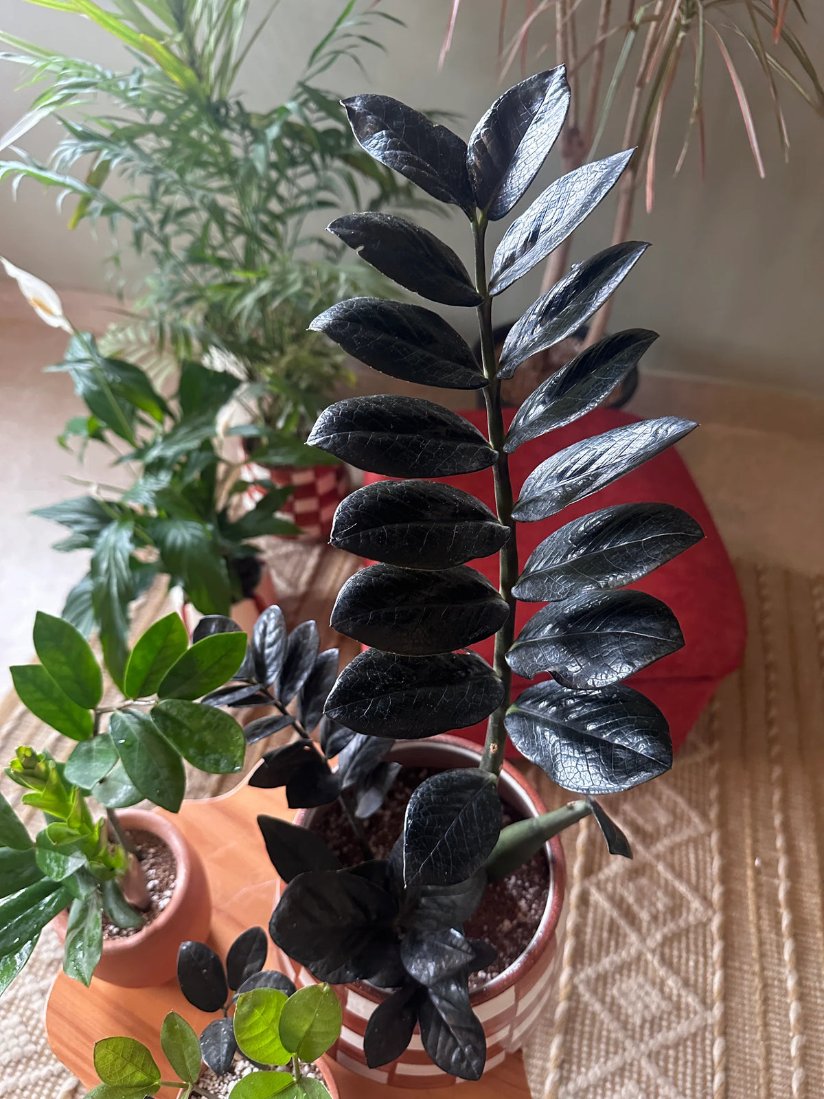 Bees Plant Hub Black ZZ | Indoor Plant