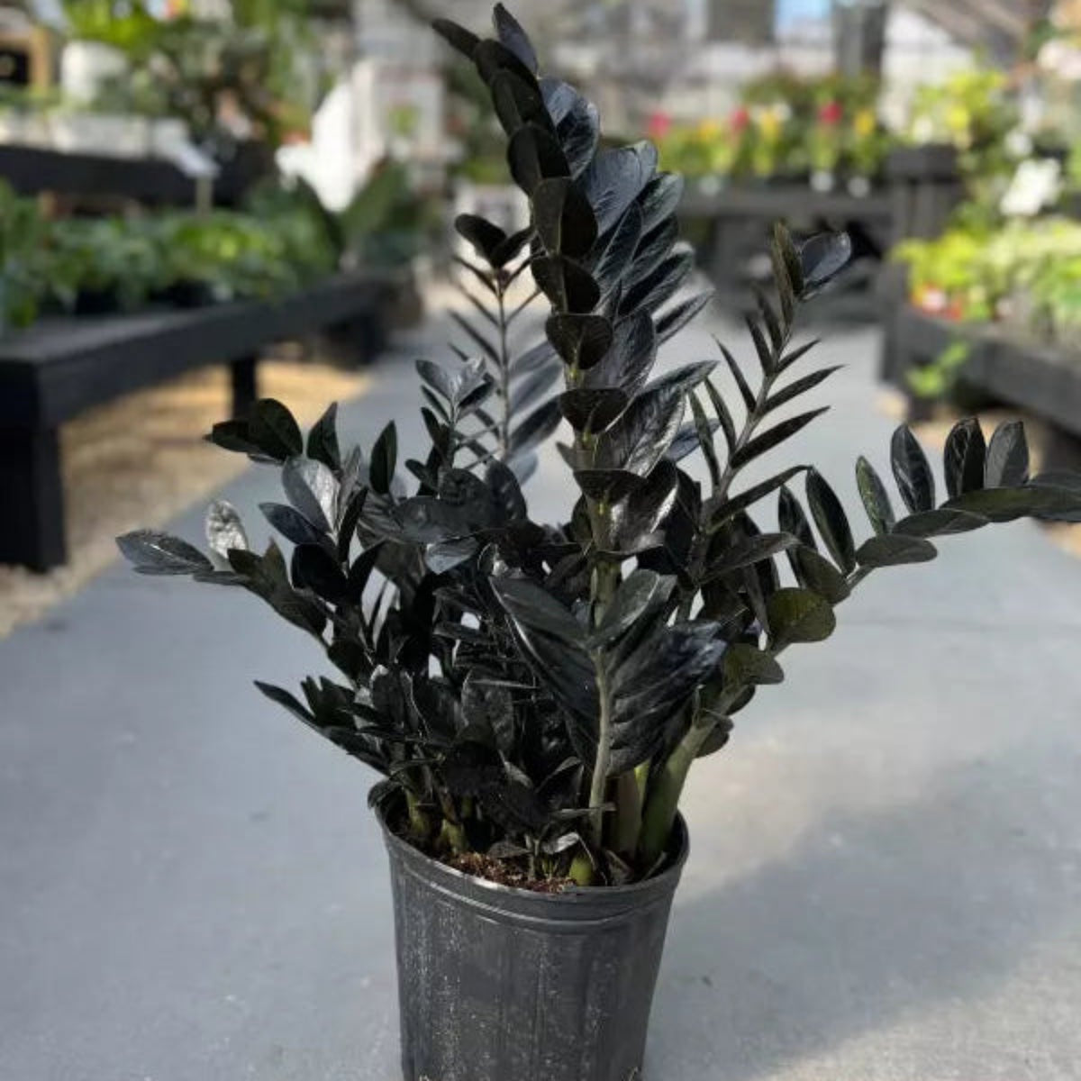 Bees Plant Hub Black ZZ | Indoor Plant