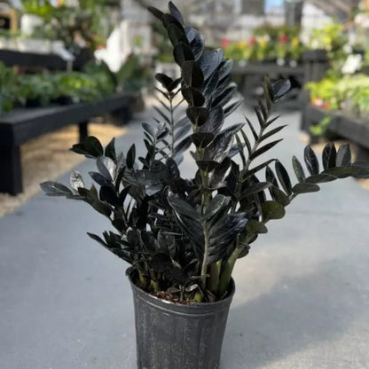 Bees Plant Hub Black ZZ | Indoor Plant