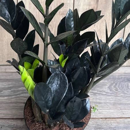 Bees Plant Hub Black ZZ | Indoor Plant
