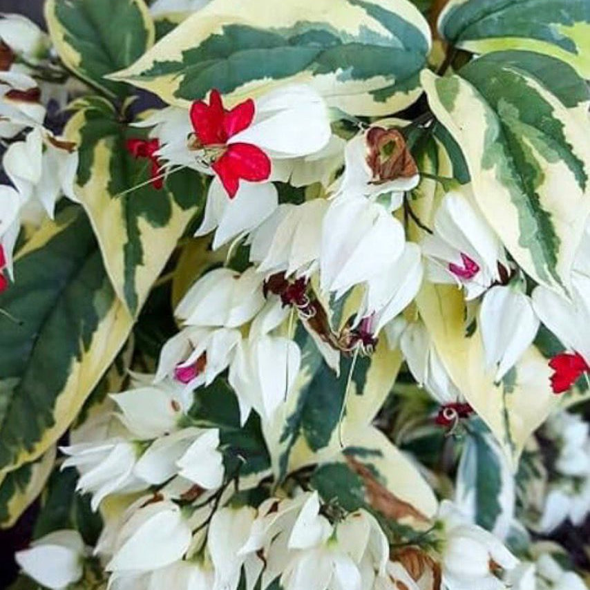 Bees Plant Hub Varigated Bleeding-Heart Vine White (Clerodendrum Thomsoniae variegata) Flowering Live Plant
