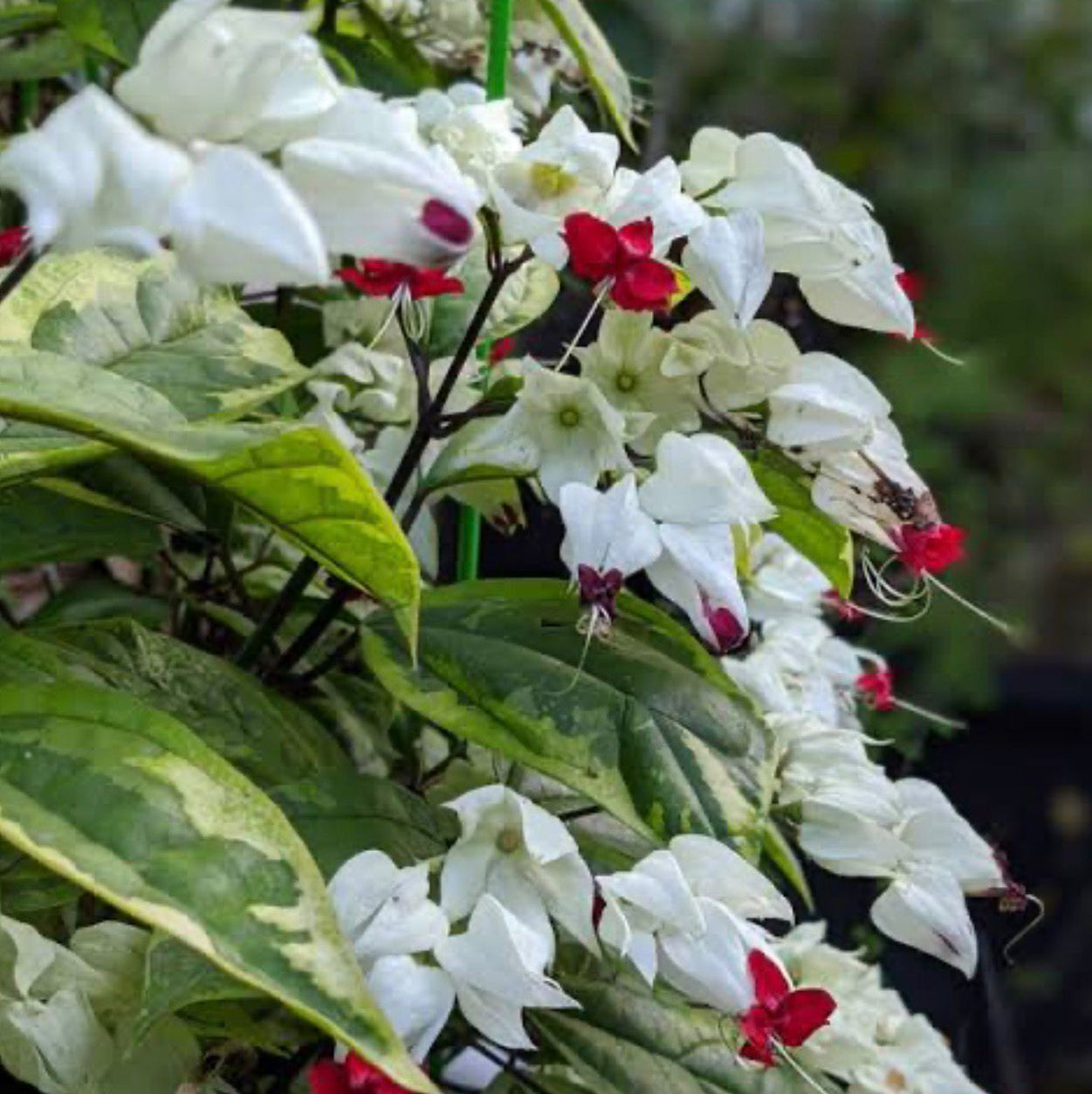 Bees Plant Hub Varigated Bleeding-Heart Vine White (Clerodendrum Thomsoniae variegata) Flowering Live Plant
