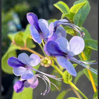 Bees Plant Hub Blue Butterfly / Rotheca Myricoides Flowering Plant