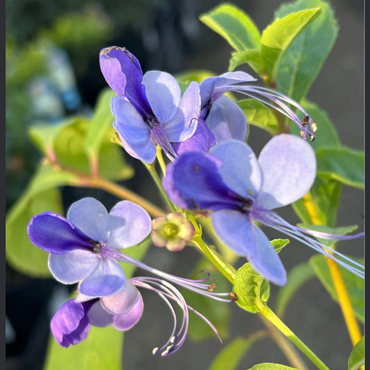 Bees Plant Hub Blue Butterfly / Rotheca Myricoides Flowering Plant